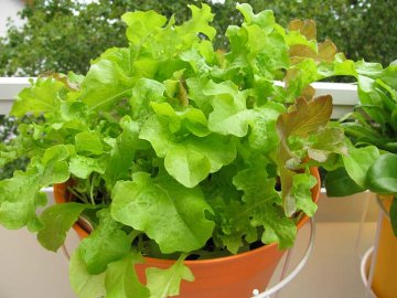 mladé listy salátu můžeme pěstovat na okně či balkonu
