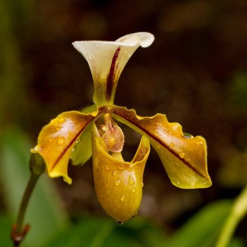 orchidej střevíčník
