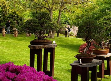 výstava bonsají v japonské zahradě, BZ Troja, 2015