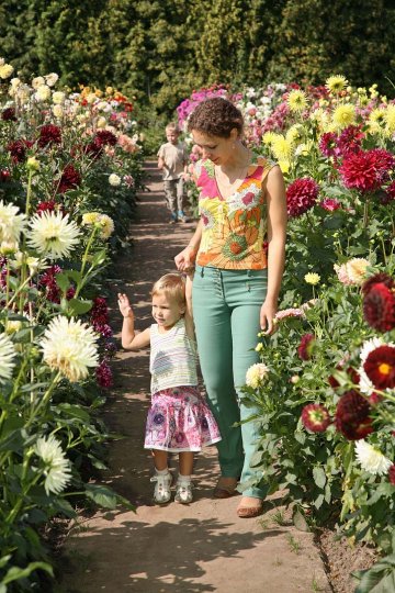 pestrobarevné květy jiřin jsou odměnou za správnou péči