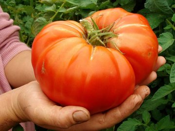 velkoplodé odrůdy rajčat dosahují hmotnosti okolo 500 g 