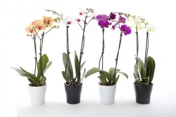 orchideje můžeme pěstovat i v bytě