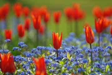 červené tulipány vyniknou s modrými pomněnkami