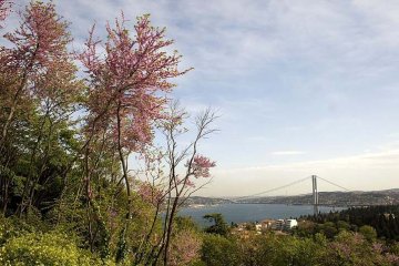 kvetoucí zmarliky patří nerozlučně k istanbulskému jaru