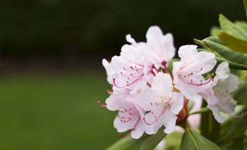 k nejvíce obdivovaným rostlinám průhonického parku patří rododendrony