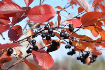 černý jeřáb nebo aronie má atraktivní podzimní zbarvení listů