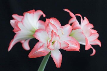 amarylis mají nádherné květy