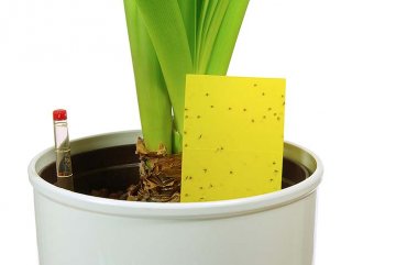 v podobě šipek se lepové desky jako lapače používají u pokojových rostlin