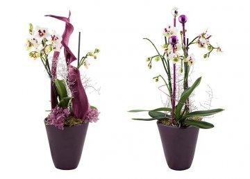 přizdobené orchideje z rodu Phalaenopsis (můrovec) 