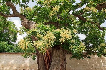 květy kaštanovníku jedlého
