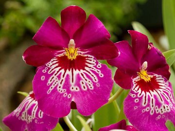 Miltonia - maceškovitá orchidej