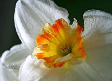 narcis - detail květu