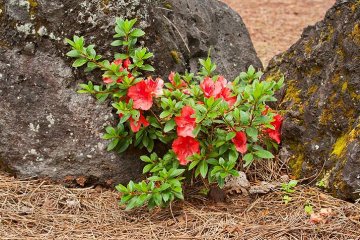 obdivovat můžete i řadu azalek a rhododendronů