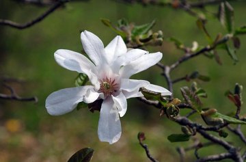 šácholan japonský Magnolia kobus, arboretum Kostelec n.Č.l.