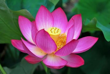 lotos indický má nádherné květy