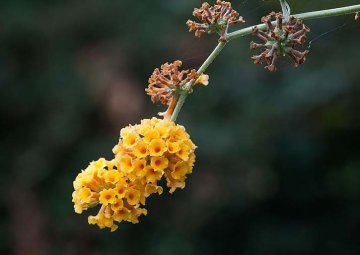 méně tradiční komule se žlutými květy