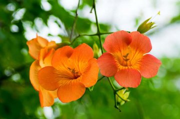 trubač - křivouš velkokvětý, oranžové květy