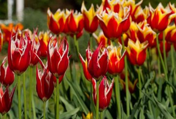 květy tulipánů připomínající plameny vyniknou ve větších skupinách
