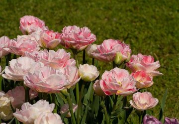 plnokvěté tulipány připomínají svými květy pivoňky